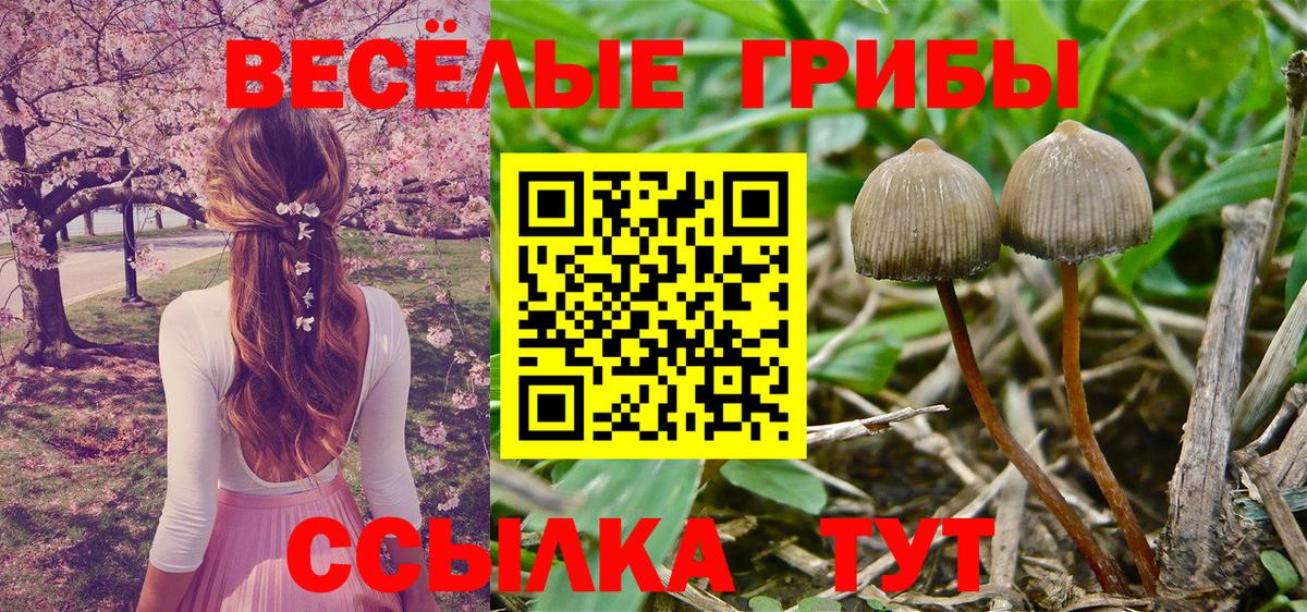 Галлюциногенные грибы Cubensis  Вход с VPN  Саранск 
